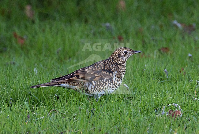  stock-image by Agami/Hugh Harrop,