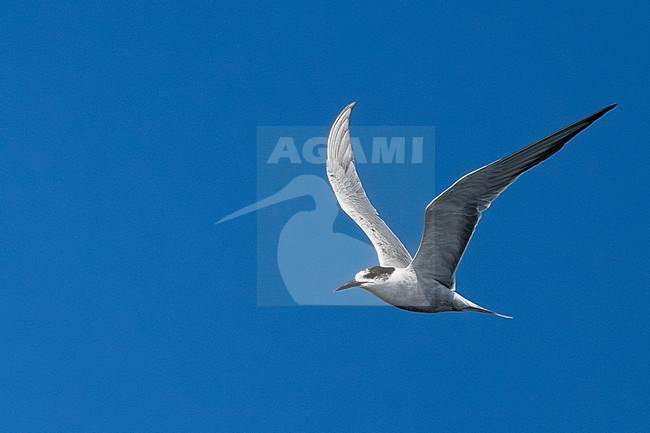 White-cheeked tern (Sterna repressa) wintering in Oman. stock-image by Agami/Sylvain Reyt,