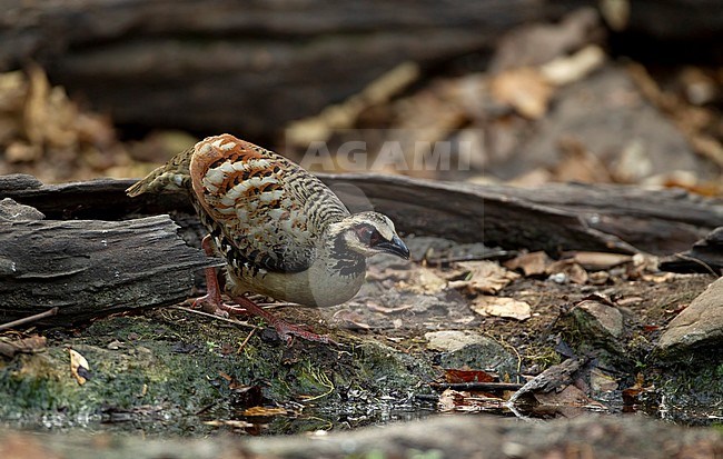 Bar-backed Partridge (Arborophila brunneopectus) at water hole in Kaeng Krachan Nationalpark, Thailand stock-image by Agami/Helge Sorensen,