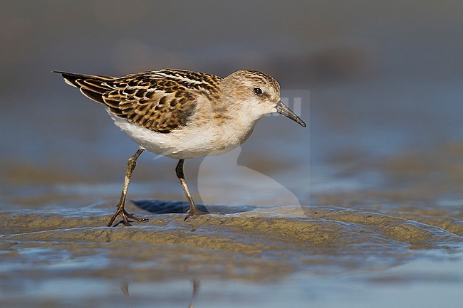 Kleine Strandloper, Little Stint, Calidris minuta, Austria, 1st cy. stock-image by Agami/Ralph Martin,