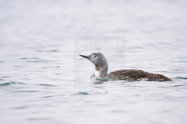 Red-throated Loon - Sterntaucher - Gavia stellata, Germany, adult moulting to winter plumage stock-image by Agami/Ralph Martin,