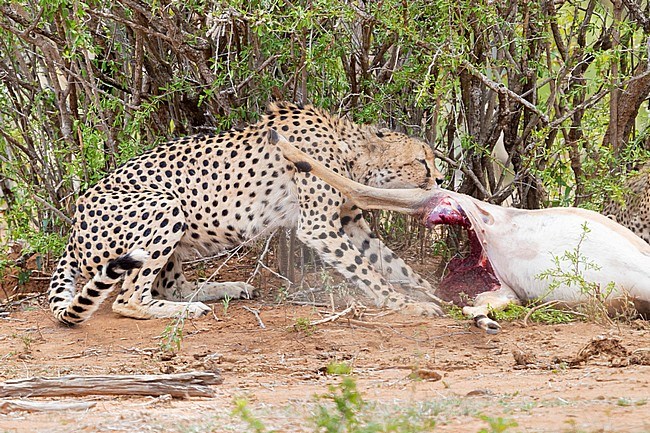 Cheetah (Acinonyx jubatus), adult female feeding on an Impala, Mpumalanga, South Africa stock-image by Agami/Saverio Gatto,