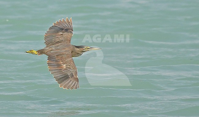 An adult Striated Heron (Butorides striata) in Saudi Arabia. stock-image by Agami/Eduard Sangster,
