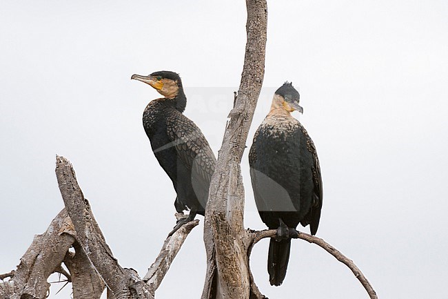 Two Great cormorants, Phalocrocorax carbo, perching on dry tree branch. Kenya, Africa. stock-image by Agami/Sergio Pitamitz,
