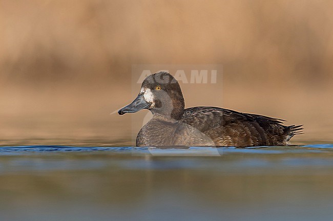 Greater Scaup (Aythya marila) swimming in a pond in Manitoba, Canada. stock-image by Agami/Glenn Bartley,