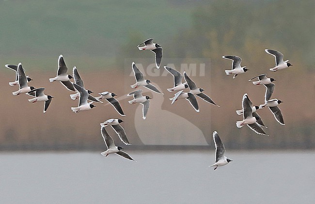 Little Gull (Larus minutus), group in flight, seen from the side. stock-image by Agami/Fred Visscher,
