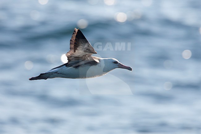 Laysanalbatros in de vlucht; Laysan Albatross in flight stock-image by Agami/Martijn Verdoes,
