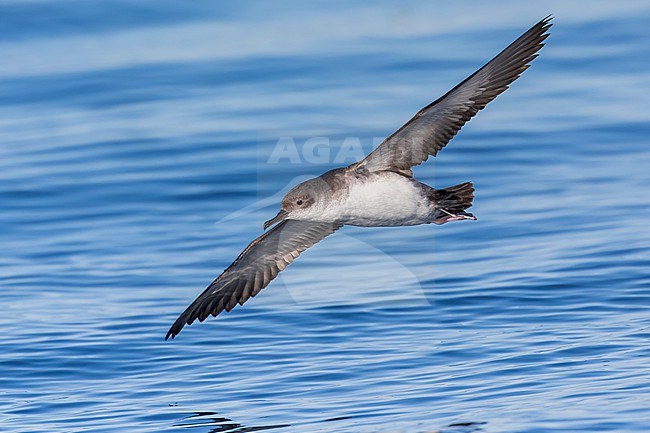 Yelkouan shearwaters breed on islands and coastal cliffs in the eastern and central Mediterranean. It is seen here flying with its wings up against a clear blue background of the Mediterranean Sea of the coast of Sardinia. stock-image by Agami/Jacob Garvelink,