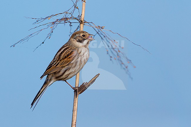 Reed Bunting (Emberiza schoeniclus), adult male in winter plumage feeding on seeds stock-image by Agami/Saverio Gatto,