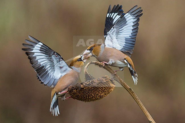Vechtende Appelvinken; Hawfinches fighting stock-image by Agami/Daniele Occhiato,