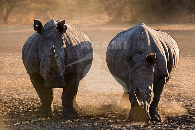 Two white rhinoceroses, Ceratotherium simum, standing and looking at the camera. Kalahari, Botswana stock-image by Agami/Sergio Pitamitz,