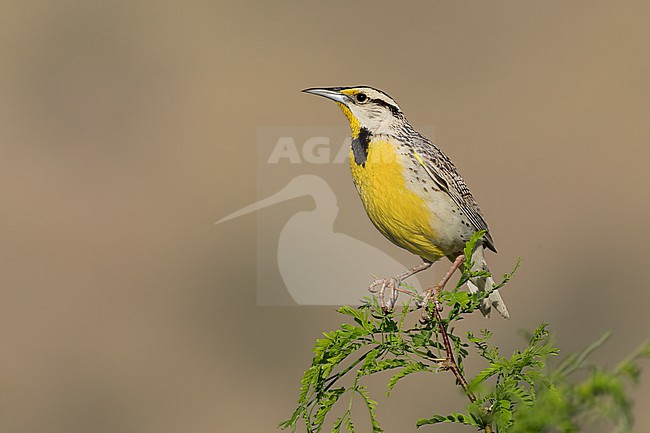Adult Chihuahuan Meadowlark (Sturnella lilianae)
Cochise Co., Arizona, USA
May stock-image by Agami/Brian E Small,