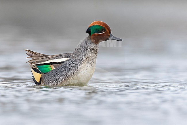 Eurasian Teal (Anas crecca) in Italy. stock-image by Agami/Daniele Occhiato,