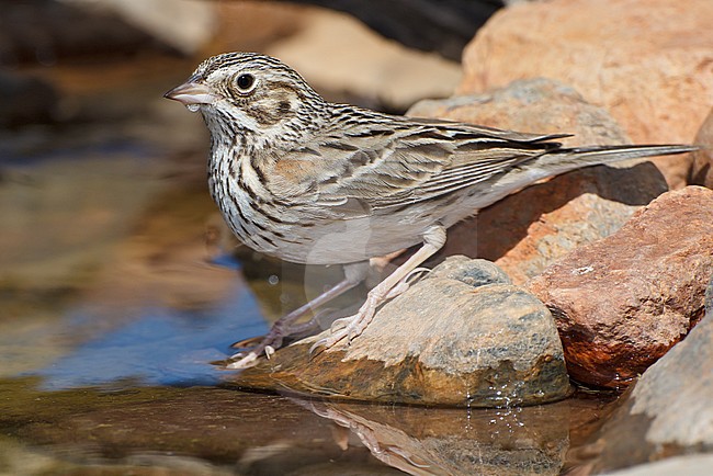 Adult 
Pima Co., AZ
April 2011 stock-image by Agami/Brian E Small,