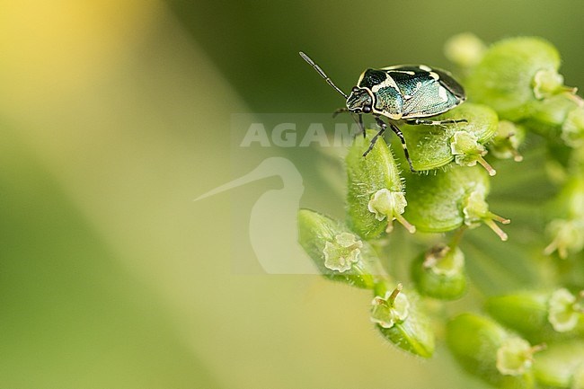 Eurydema oleraceum - Rape bug - Kohlwanze, Austria, imago stock-image by Agami/Ralph Martin,