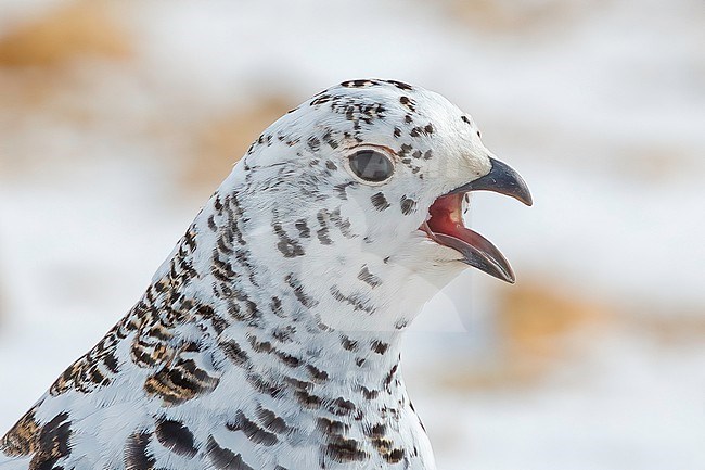Portrait of a calling White-tailed Patrmigan, Lagopus leucura altipetens in the Rocky Mountains. Partly in winter plumage, partly in summer. stock-image by Agami/Nigel Voaden,
