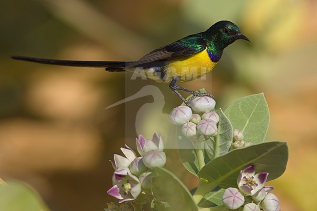 Nijlhoningzuiger zittend op bloem; Nile Valley Sunbird perched on flowers stock-image by Agami/Daniele Occhiato,
