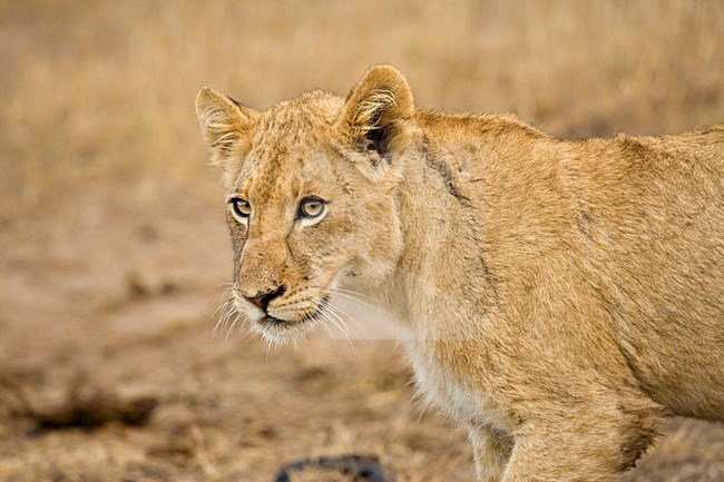 Jonge Afrikaanse Leeuw; Young African Lion stock-image by Agami/Marc Guyt,