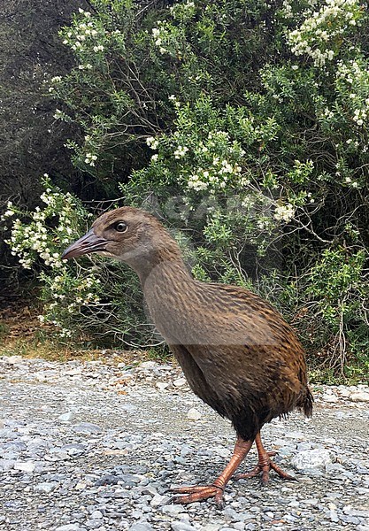 Western Weka (Gallirallus australis australis) in northern part of South Island, New Zealand. Walking on a parking lot. stock-image by Agami/Marc Guyt,