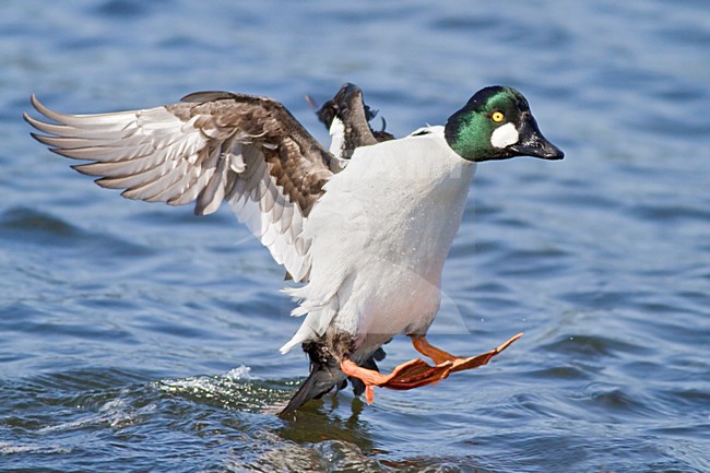 Brilduiker vliegend; Common Goldeneye (Bucephala clangula) flying in Victoria, BC, Canada. stock-image by Agami/Glenn Bartley,