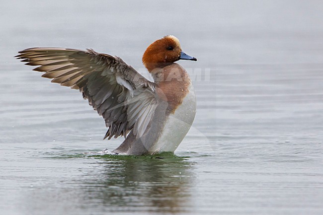 Smient, Eurasian Wigeon stock-image by Agami/Daniele Occhiato,