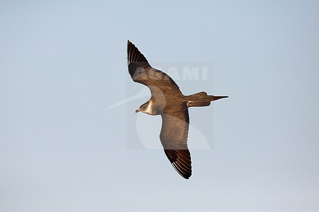 Arctic Skua; stock-image by Agami/Chris van Rijswijk,