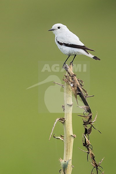 White Monjita (Xolmis irupero) Perched on a broken branch in Argentina stock-image by Agami/Dubi Shapiro,