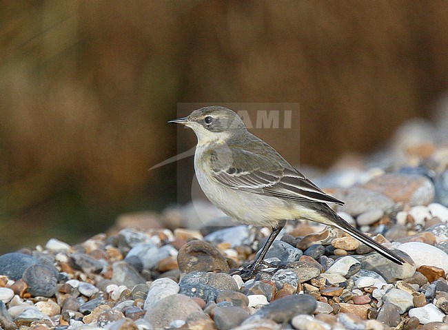 First-winter Eastern Yellow Wagtail (Motacilla tschutschensis) at Walberswick, Suffolk, during late autumn. stock-image by Agami/Steve Gantlett,