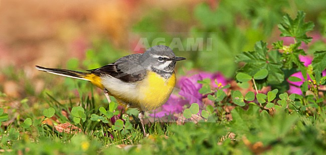 Grote Gele Kwikstaart lopend op grasveld, Grey Wagtail walking on a lawn stock-image by Agami/Marc Guyt,