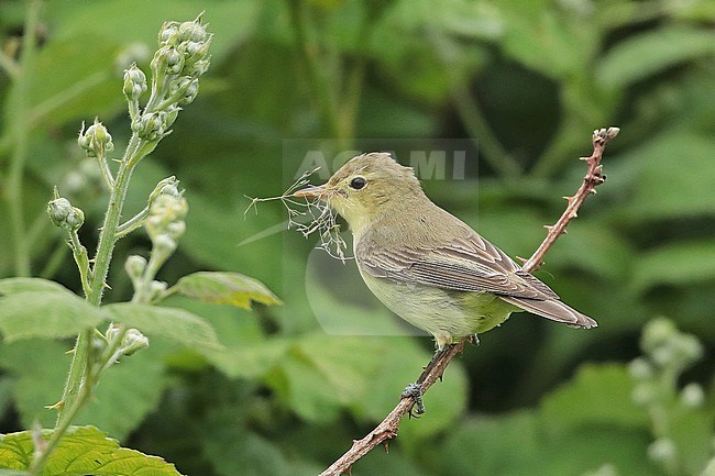Icterine Warbler (Hippolais icterina), adult collecting netstmaterial, seen from the side. stock-image by Agami/Fred Visscher,