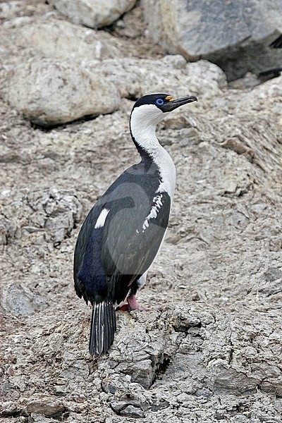 Antarctic Shag (Leucocarbo bransfieldensis) stock-image by Agami/Pete Morris,