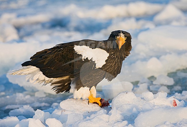 Steller-zeearend, Stellers Sea-eagle, Haliaeetus pelagicus stock-image by Agami/Marc Guyt,