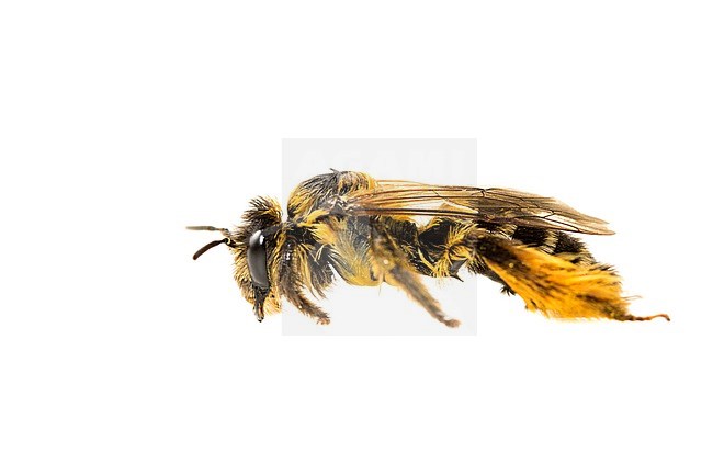 Female Pantaloon Bee stock-image by Agami/Wil Leurs,