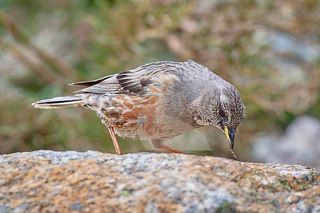 Alpine Accentor (Prunella collaris) foraging on a rock, with a prey, Corsica, France stock-image by Agami/Tomas Grim,