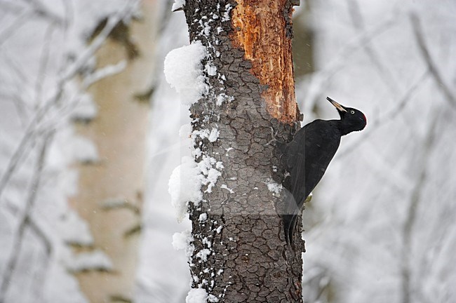 Black Woodpecker foraging on treetrunc; Zwarte Specht foeragerend op boomstam stock-image by Agami/Markus Varesvuo,