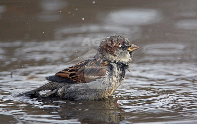 Mannetje Huismus zich wassend, Male House Sparrow washing stock-image by Agami/Markus Varesvuo,