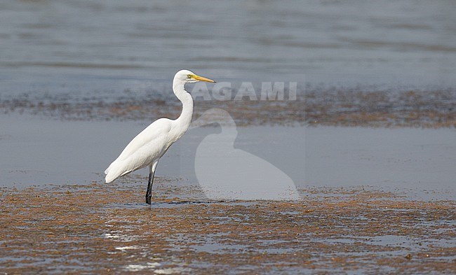 Medium Egret (Ardea intermedia) in Thailand. Standing on a beach. stock-image by Agami/Ian Davies,
