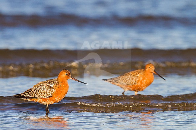 Rosse Grutto, Bar-tailed Godwit, Limosa lapponica males and female stopover during spring migration stock-image by Agami/Menno van Duijn,