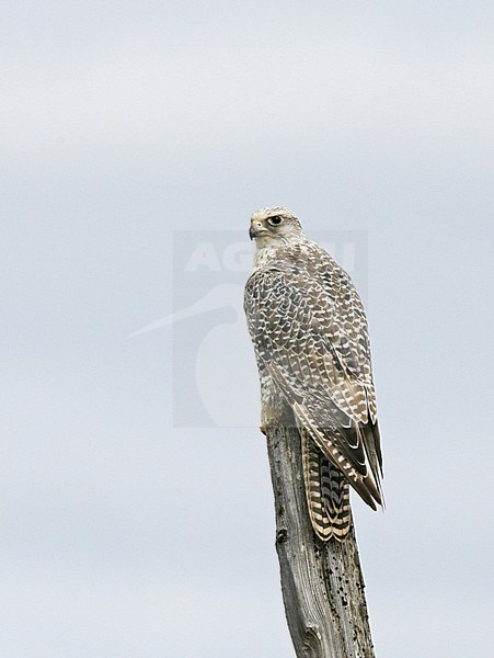 Giervalk, Gyrfalcon, Falco rusticolus stock-image by Agami/Tomi Muukkonen,