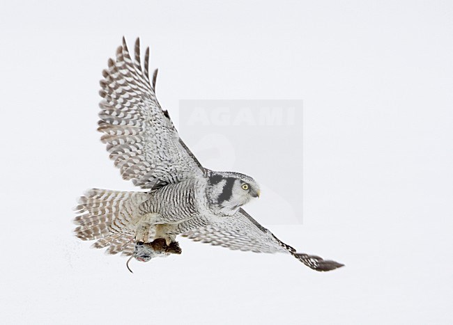 Sperweruil in vlucht; Northern Hawk-Owl in flight stock-image by Agami/Markus Varesvuo,