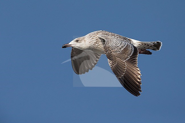 Onvolwassen Grote Mantelmeeuw; Immature Great Black-backed Gull stock-image by Agami/Daniele Occhiato,