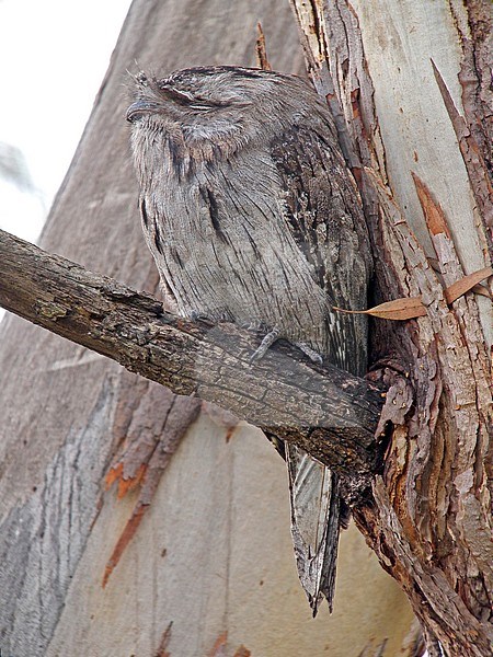 Tawny frogmouth (Podargus strigoides) during daylight perched in tree in Australia. stock-image by Agami/Pete Morris,