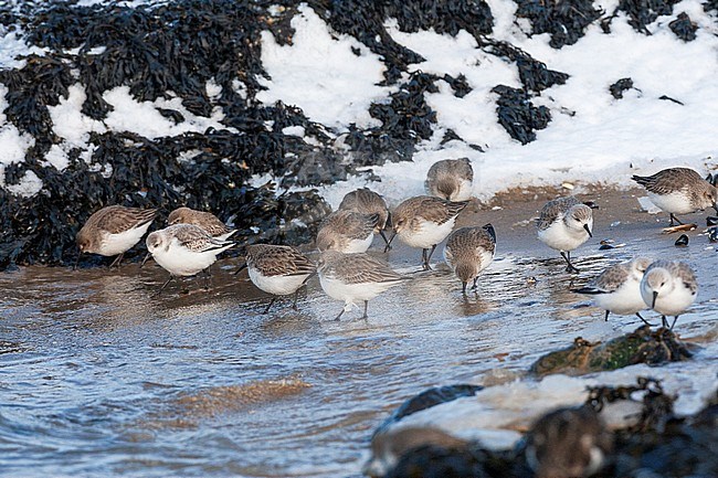 Foraging Dunlins (Calidris alpina alpina) and Sanderlings during cold winter on the beach of the Brouwersdam in the Netherlands. stock-image by Agami/Marc Guyt,