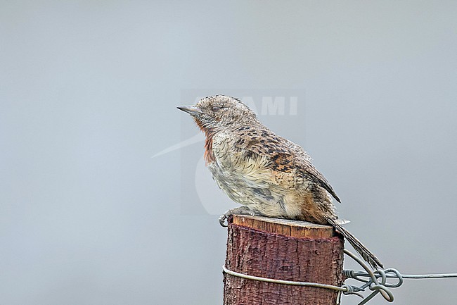 Red-throated Wryneck (Jynx ruficollis) in South Africa. stock-image by Agami/Pete Morris,