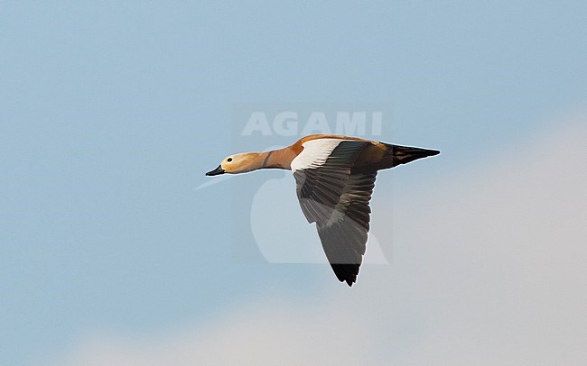First summer male Ruddy Shelduck (Tadorna ferruginea) showing upperwing with juvenile grey-centred greater coverts. stock-image by Agami/Edwin Winkel,