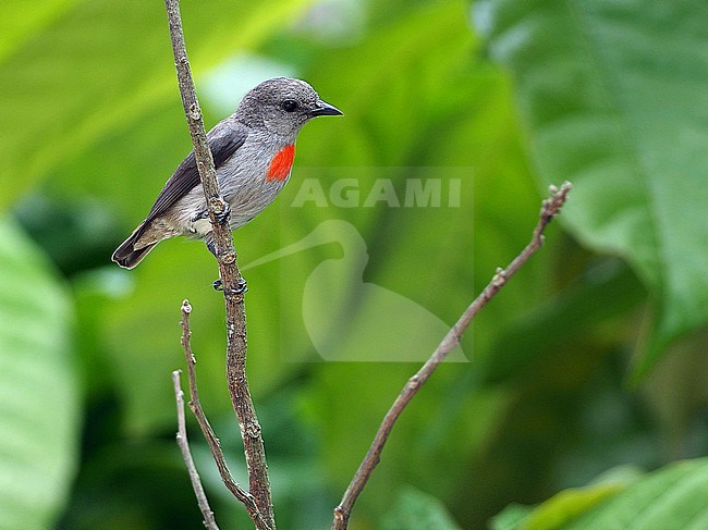 ashy flowerpecker (Dicaeum vulneratum) on the island Seram in the Banda Sea, Indonesia. stock-image by Agami/James Eaton,