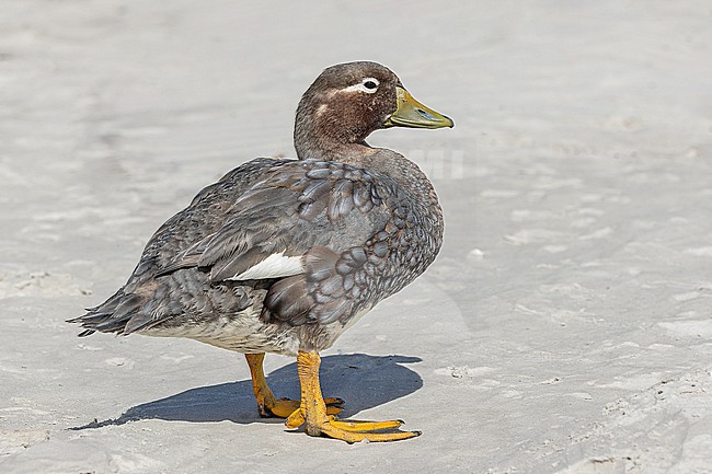 Female Falkland Steamer Duck (Tachyeres brachypterus) a flightless endemic of the Falkland Islands. stock-image by Agami/Pete Morris,
