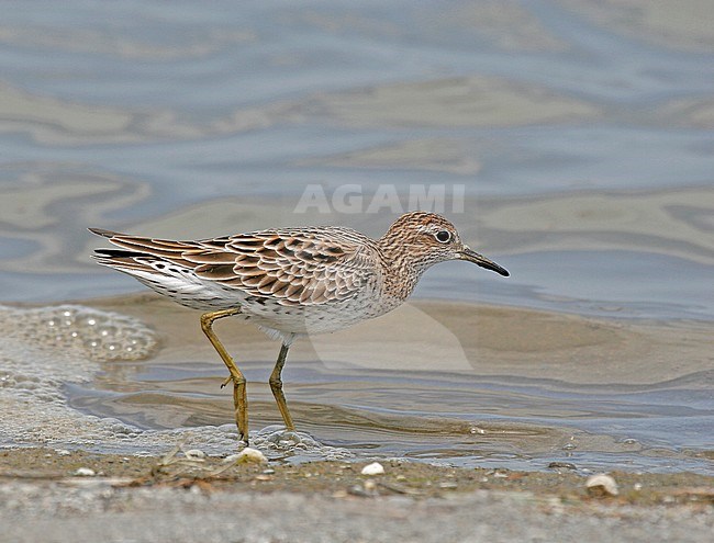 Adult Sharp-tailed Sandpiper (Calidris acuminata) foraging along the shore of a lake in Taiwan. stock-image by Agami/Pete Morris,