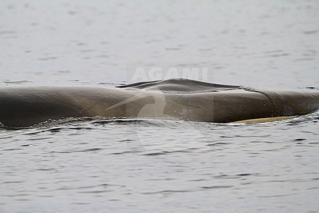 Gewone vinvis; Fin whale stock-image by Agami/Chris van Rijswijk,