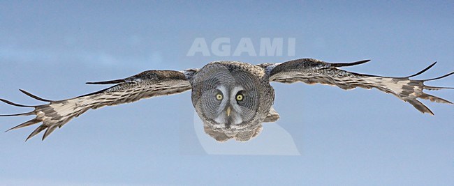 Laplanduil vliegend; Great Grey Owl flying stock-image by Agami/Markus Varesvuo,